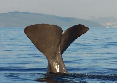 Avistamiento de Cetáceos